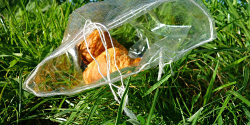 7 States That Banned Plastic Bags or Likely to Ban in the Next 5 Years